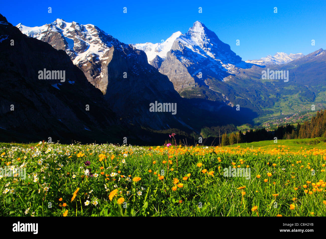 Alp, alps, flora, view, mountain, mountain panorama, mountains ...