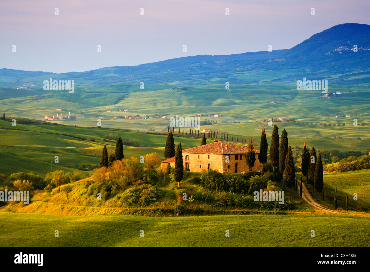 Italy, Toscana, scenery, avenue. Cypress, cultivation, farmhouse, field, grain, good house, house, home, agriculture, morning mo Stock Photo