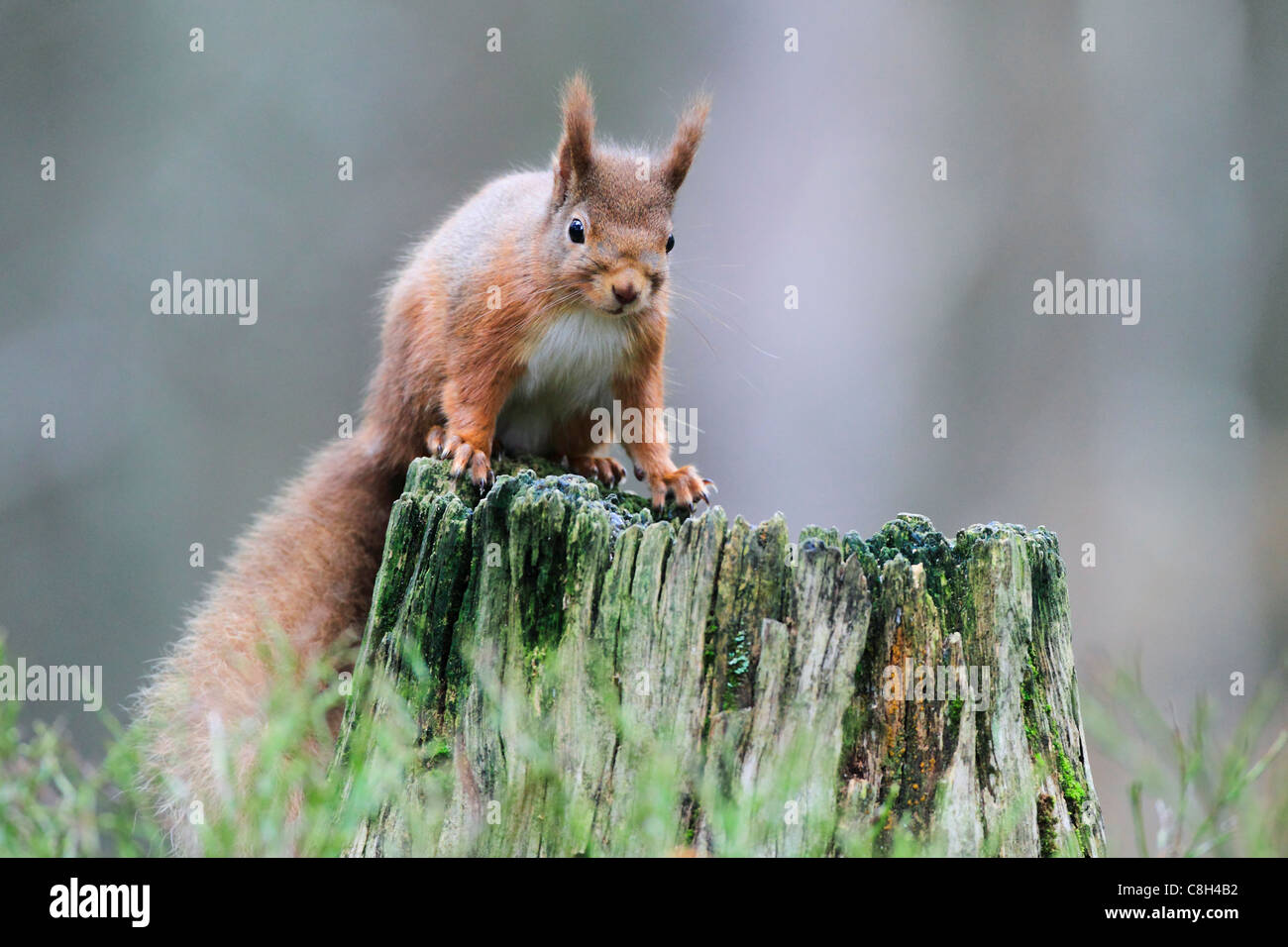 Tree, tree stump, Cairngorms, national park, squirrel, food, eating, Eurasian Red Squirrel, European squirrel, feed, hazelnut, n Stock Photo