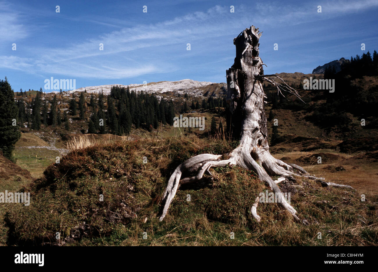 Bödmeren, Muotathal, Switzerland, canton Schwyz, tree, stump, snag, virgin forest, old-growth forest, primeval forest, Norway sp Stock Photo