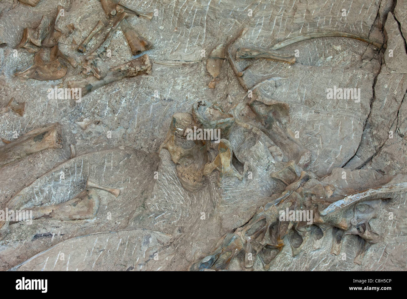 Dinosaur National Monument Vernal Utah. Fossil bones embedded in rock and stone mountain. Stock Photo