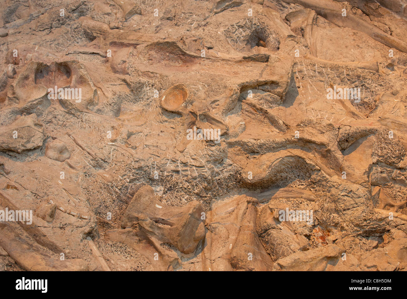 Dinosaur National Monument fossil bones embedded in rock and stone mountain. Stock Photo