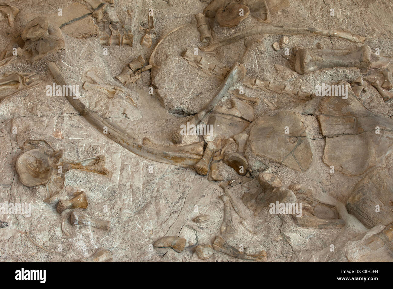 Dinosaur National Monument fossil embedded in rock and stone mountain. Various bones are scattered throughout the hill. Stock Photo
