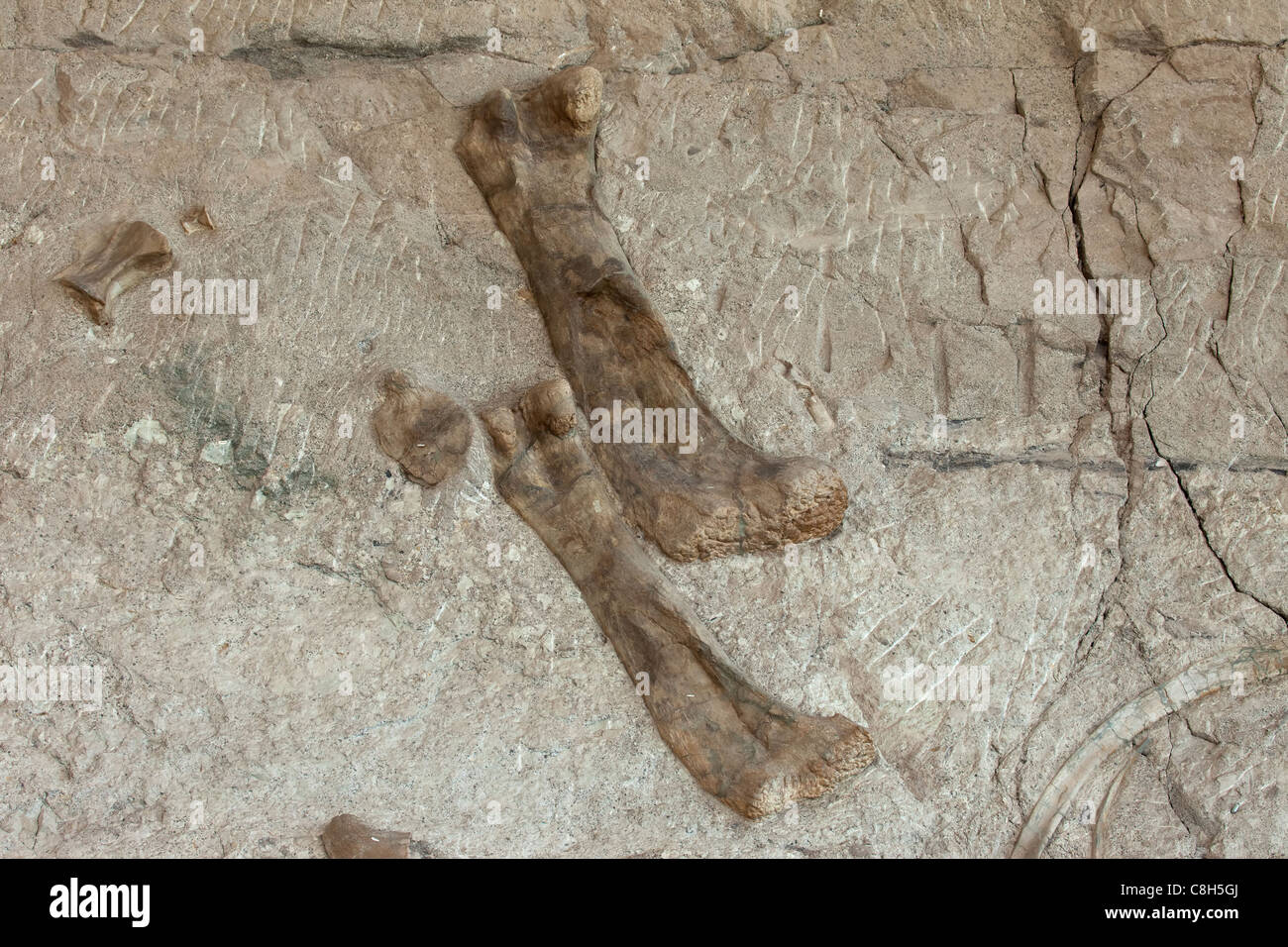 Dinosaur National Monument fossil embedded in rock and stone mountain. Leg bones are scattered throughout the hill. Stock Photo