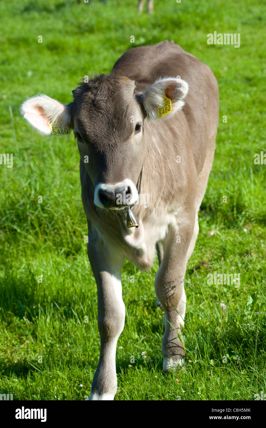 Switzerland, Europe, Appenzell, summer, Eastern Switzerland, agriculture, field, fields, scenery, cow, cows, Appenzell, meadow Stock Photo