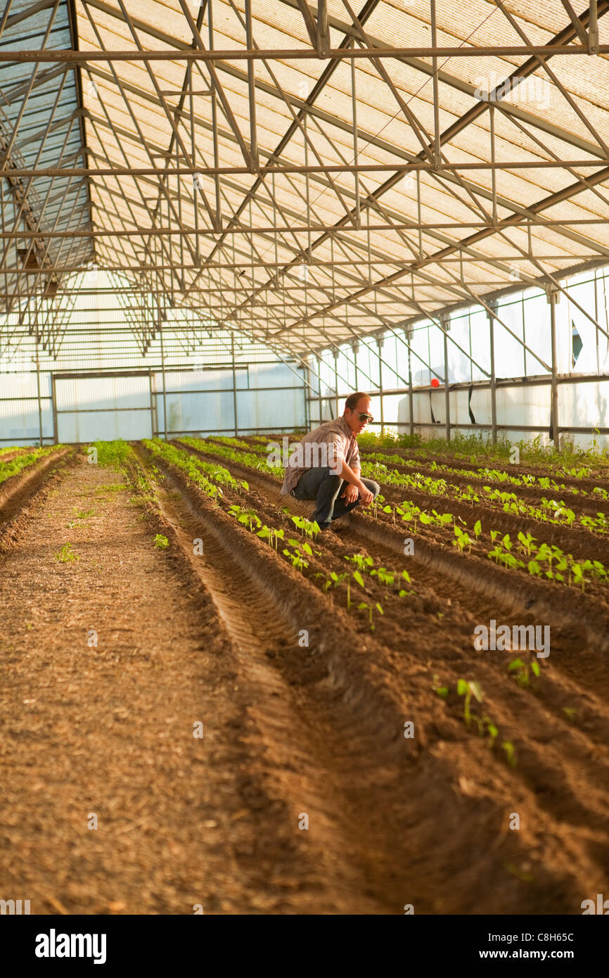 worker tends bean plants in a greenhouse at Shephard Farm, Carpinteria