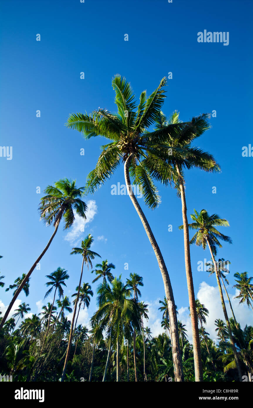 Tall coconut palm tree fronds rise into a clear blue tropical sky Stock ...