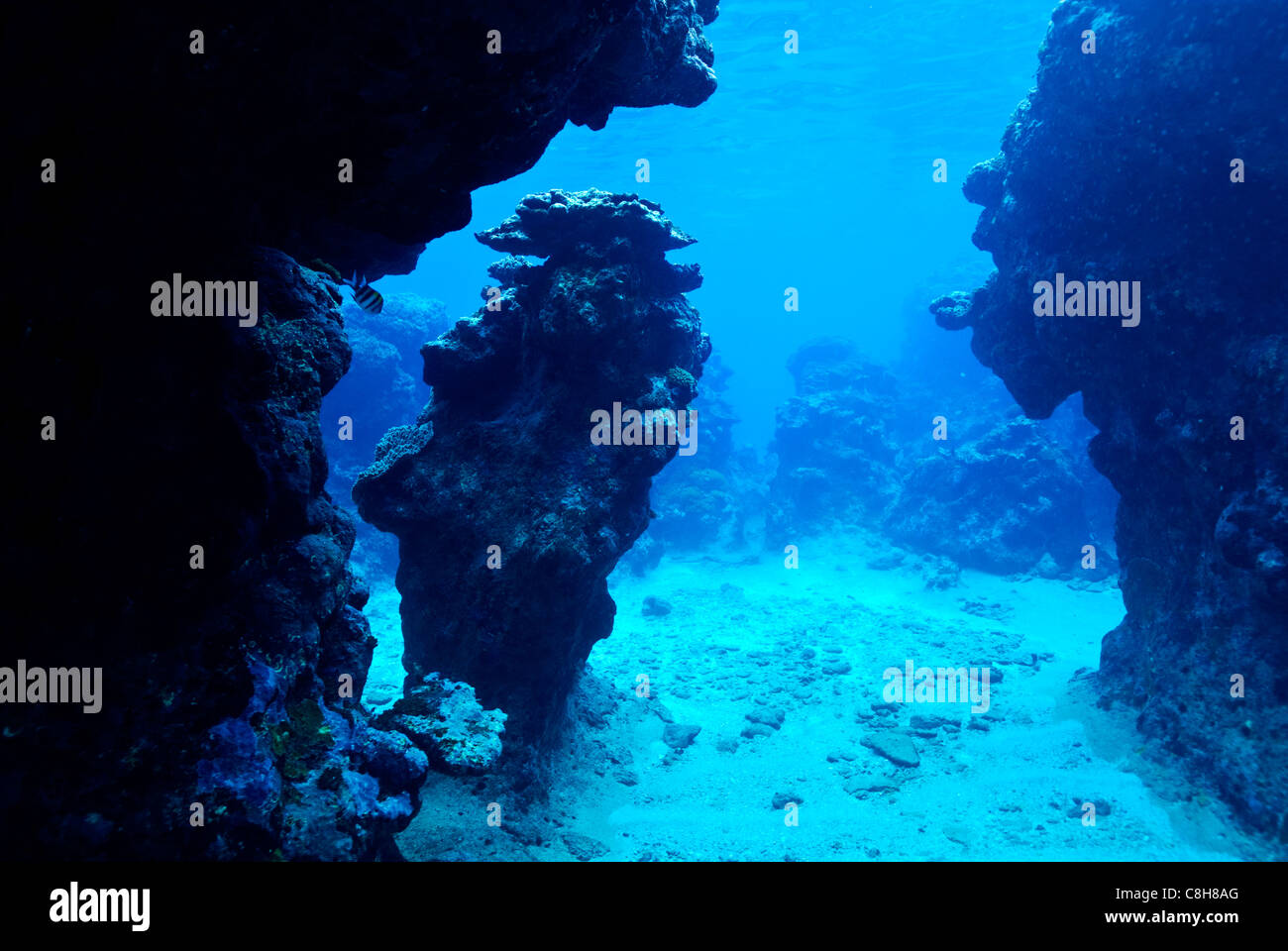 A pillar of coral in an underwater canyon in a tropical coral reef. Stock Photo