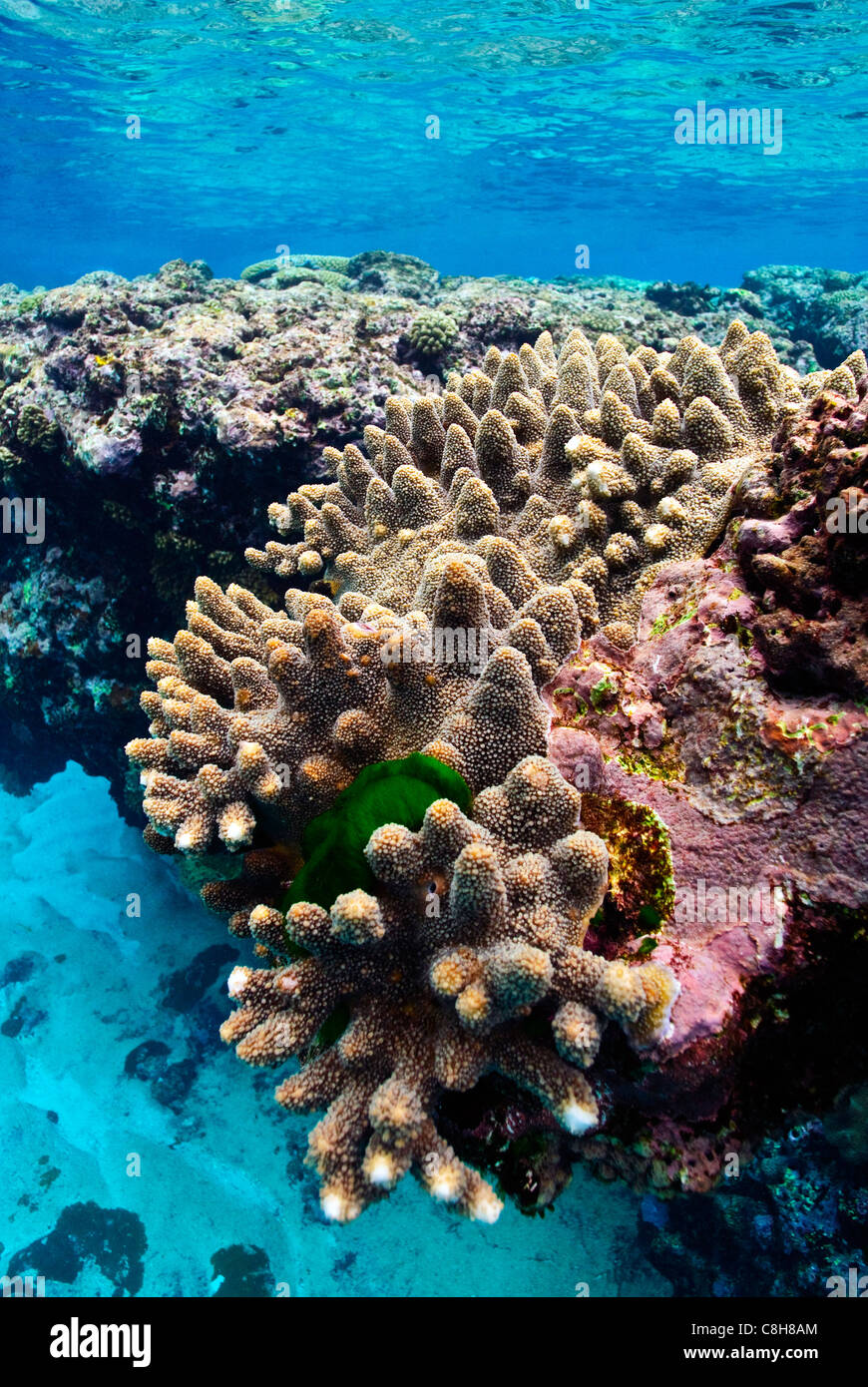 Warm, shallow seas over the jagged surface of a tropical coral reef. Stock Photo