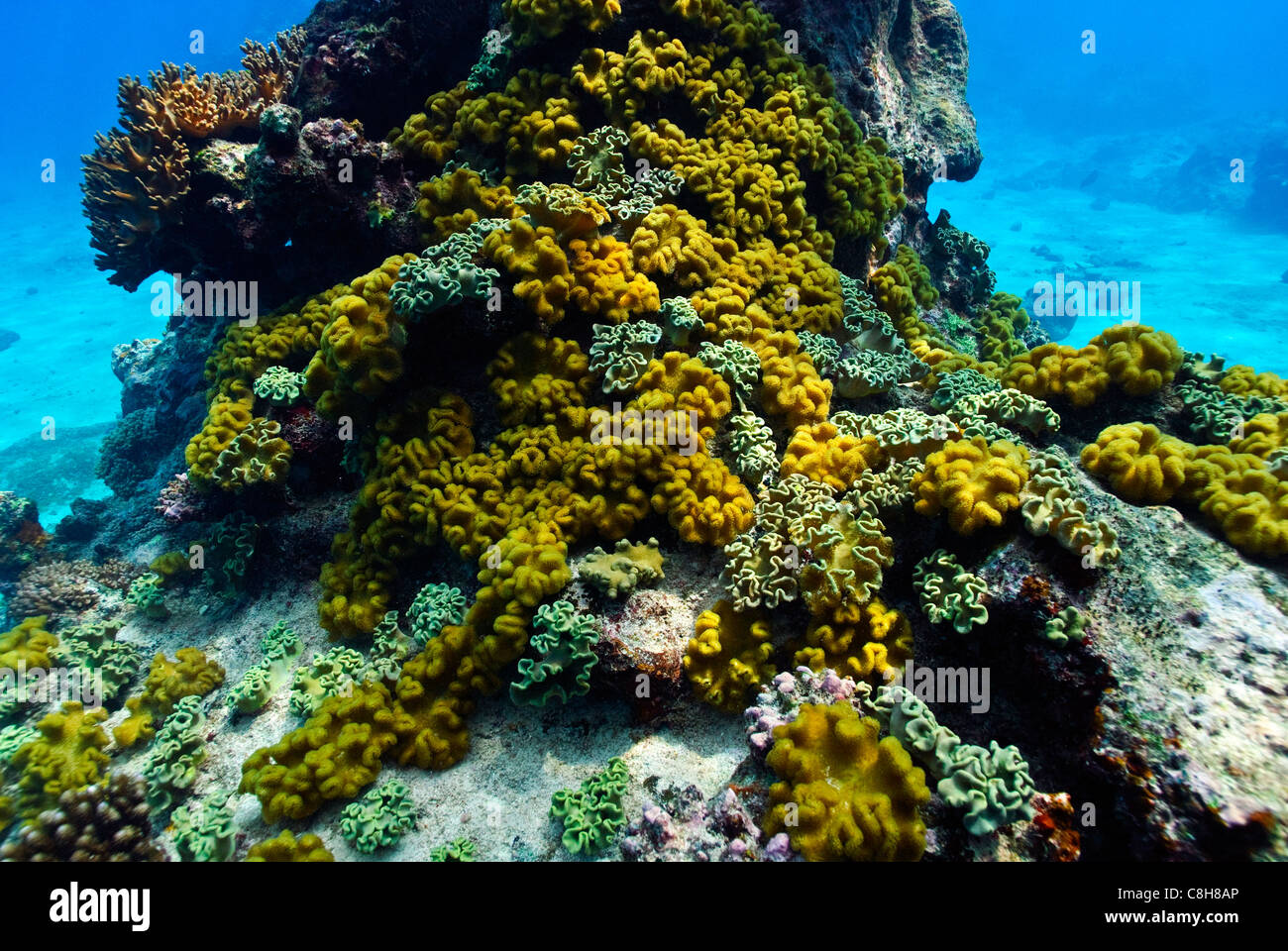 A yellow coral encrusts the base of a coral pillar in a tropical reef. Stock Photo