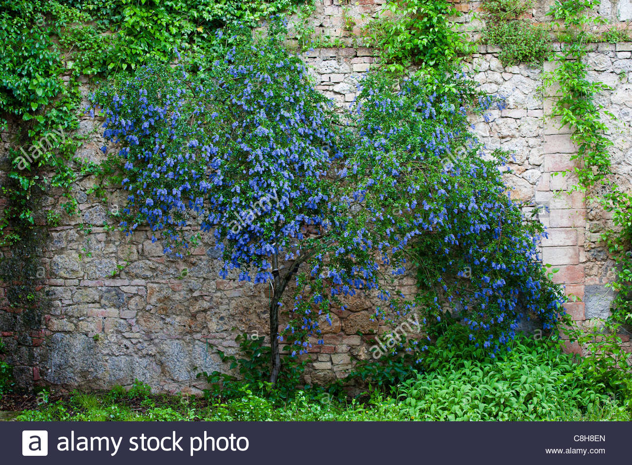 A stone wall and blue flowers in spring Stock Photo - Alamy