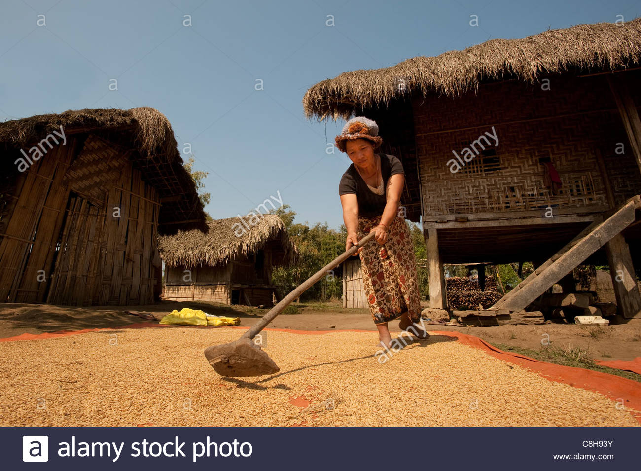 Drying Out Rice Stock Photos & Drying Out Rice Stock Images Alamy