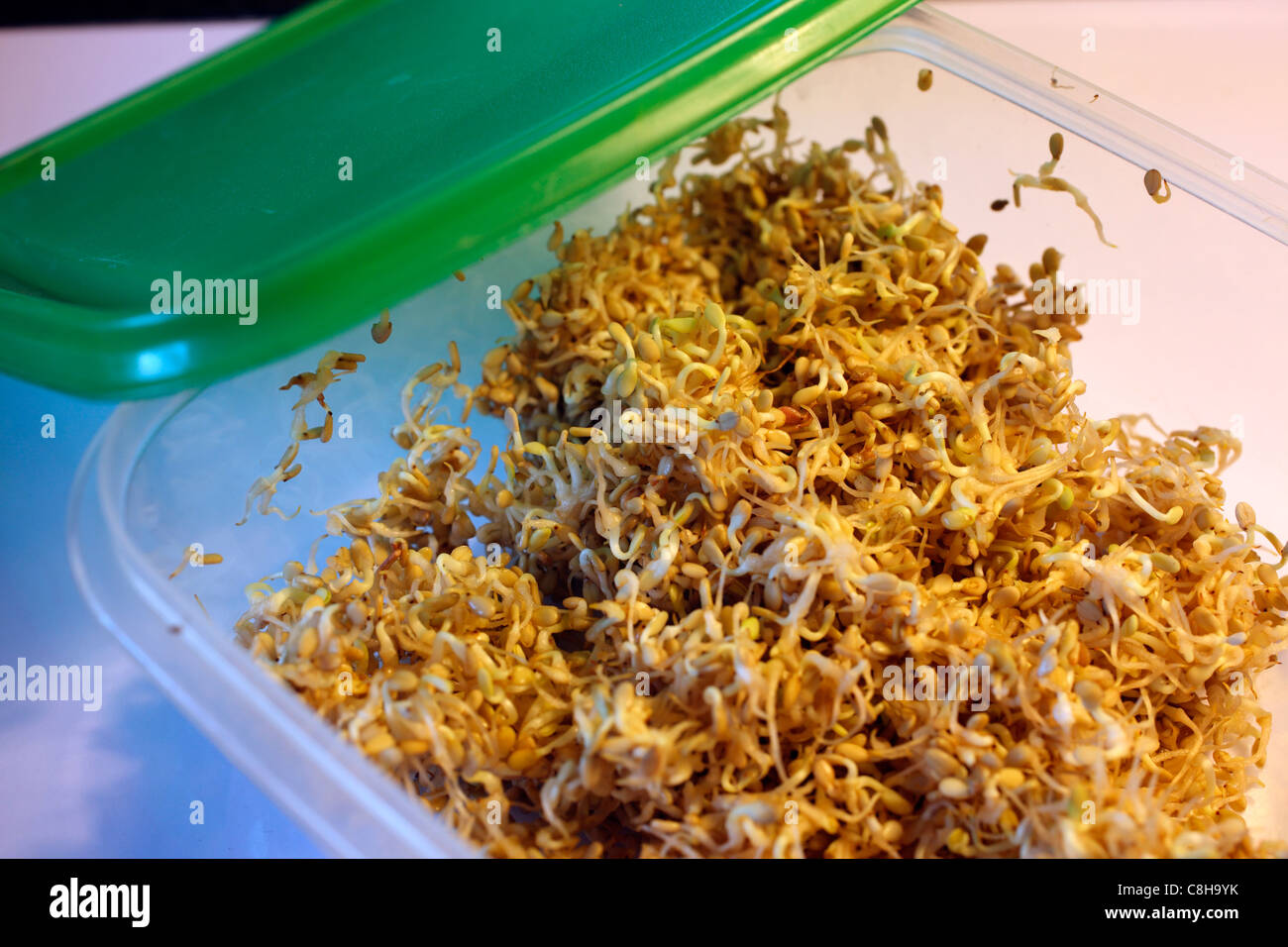 Sesame Seed Sprouts Sesamum indicum Stock Photo Alamy