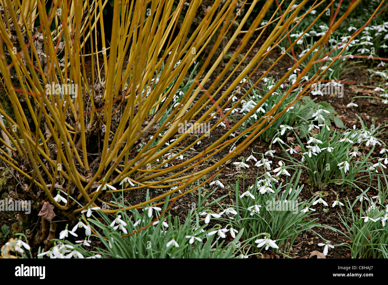 Coppiced Salix alba var. vitellina 'Britzensis' AGM underplanted with Galanthus 'Atkinsii' AGM Stock Photo