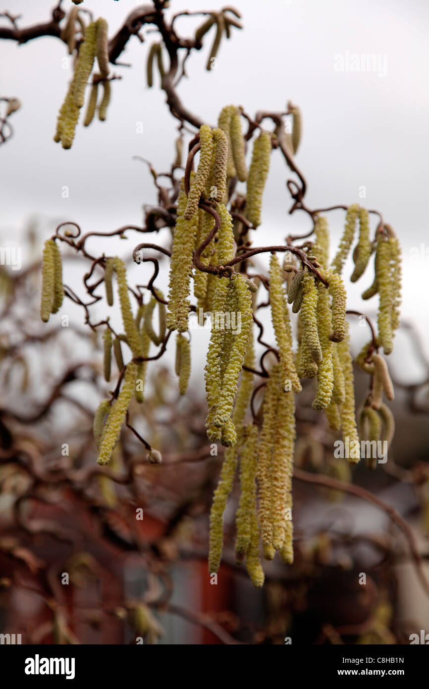 Corylus avellana 'Contorta' Twisted or Corkscrew Hazel Stock Photo Alamy