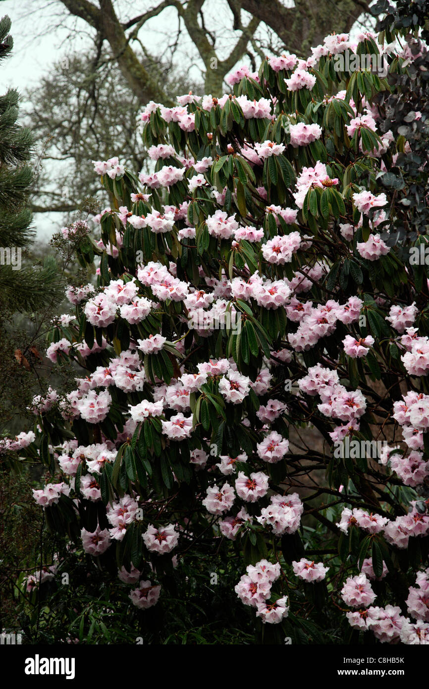 Rhododendron ririei at RHS Garden Rosemoor Stock Photo
