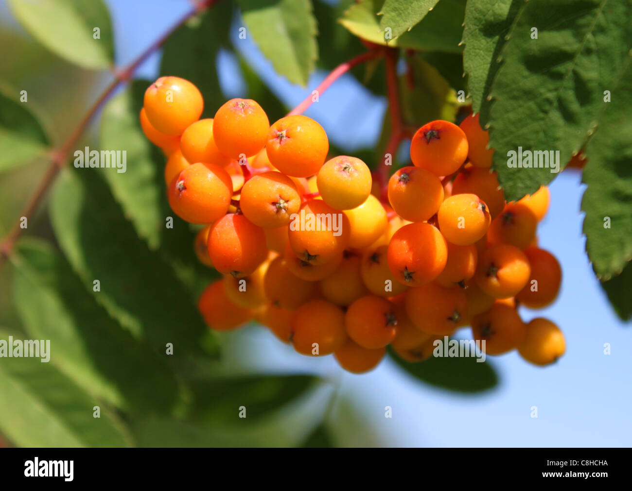 ashberry Stock Photo