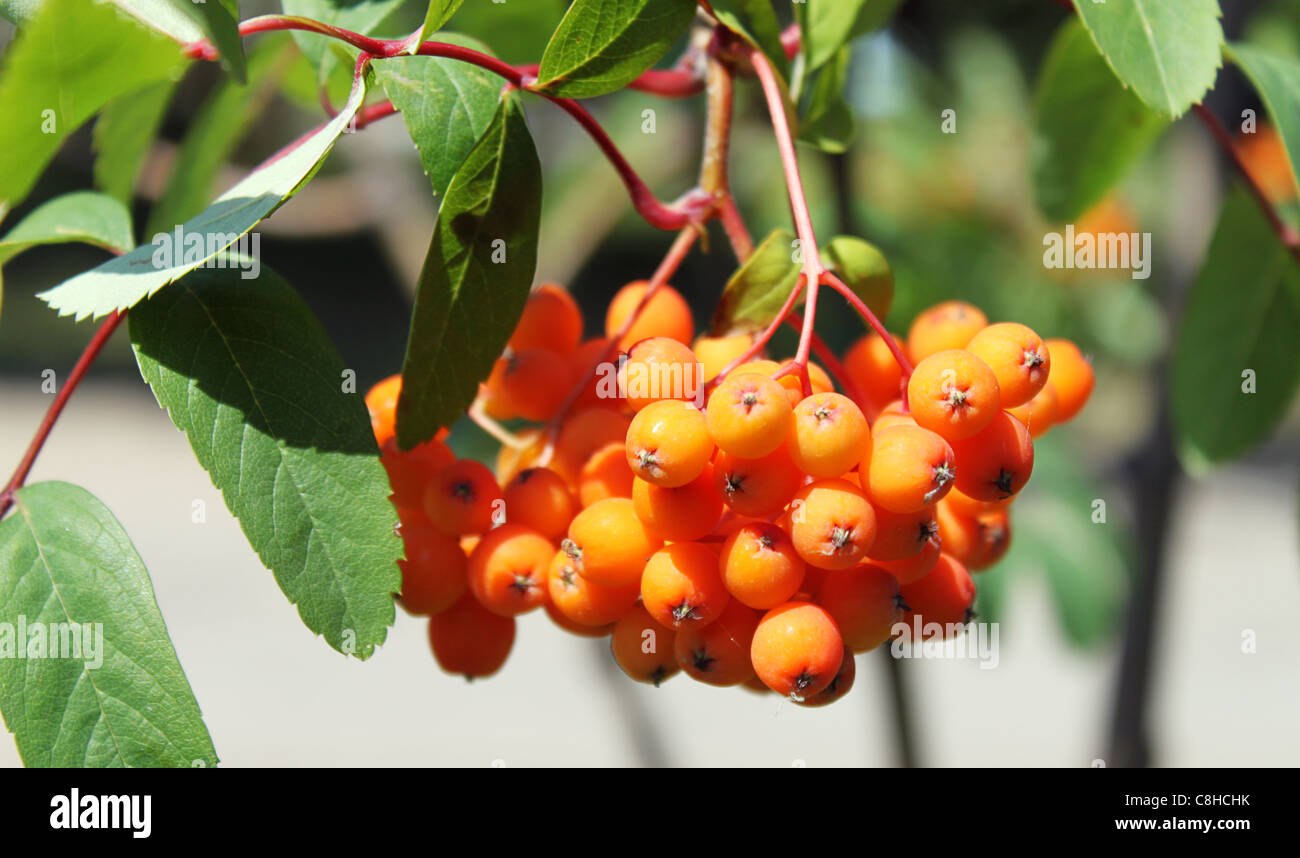 ashberry Stock Photo