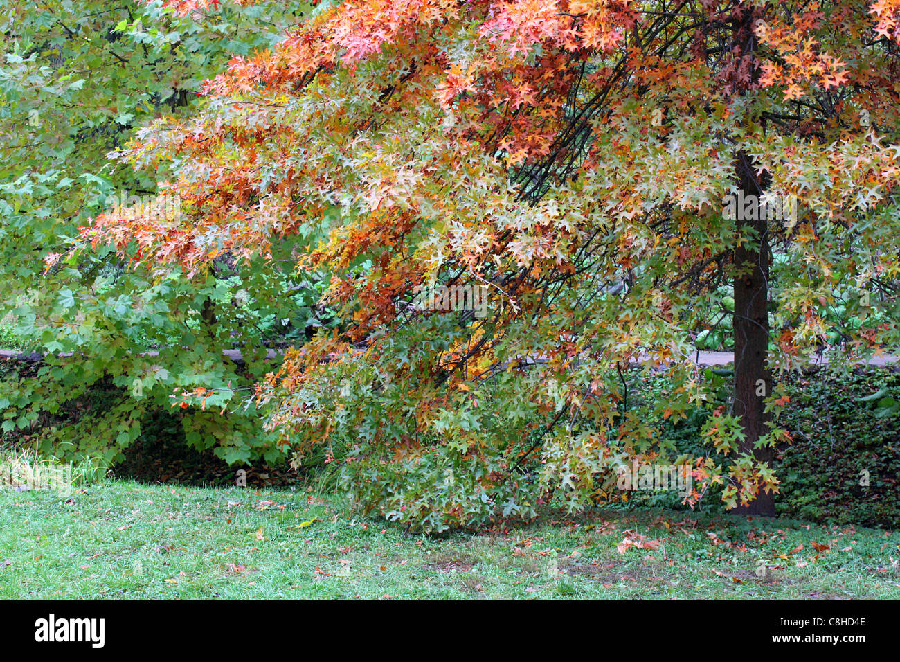 autumnal park Stock Photo