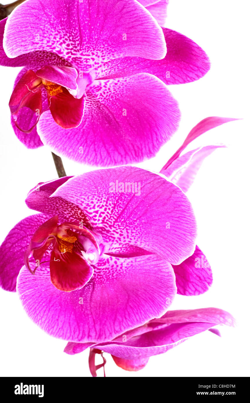 pink orchid on white background Stock Photo - Alamy