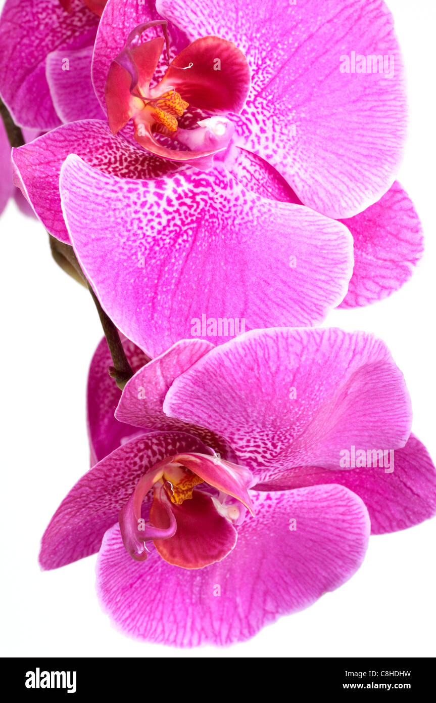 Pink orchid on white background Stock Photo - Alamy