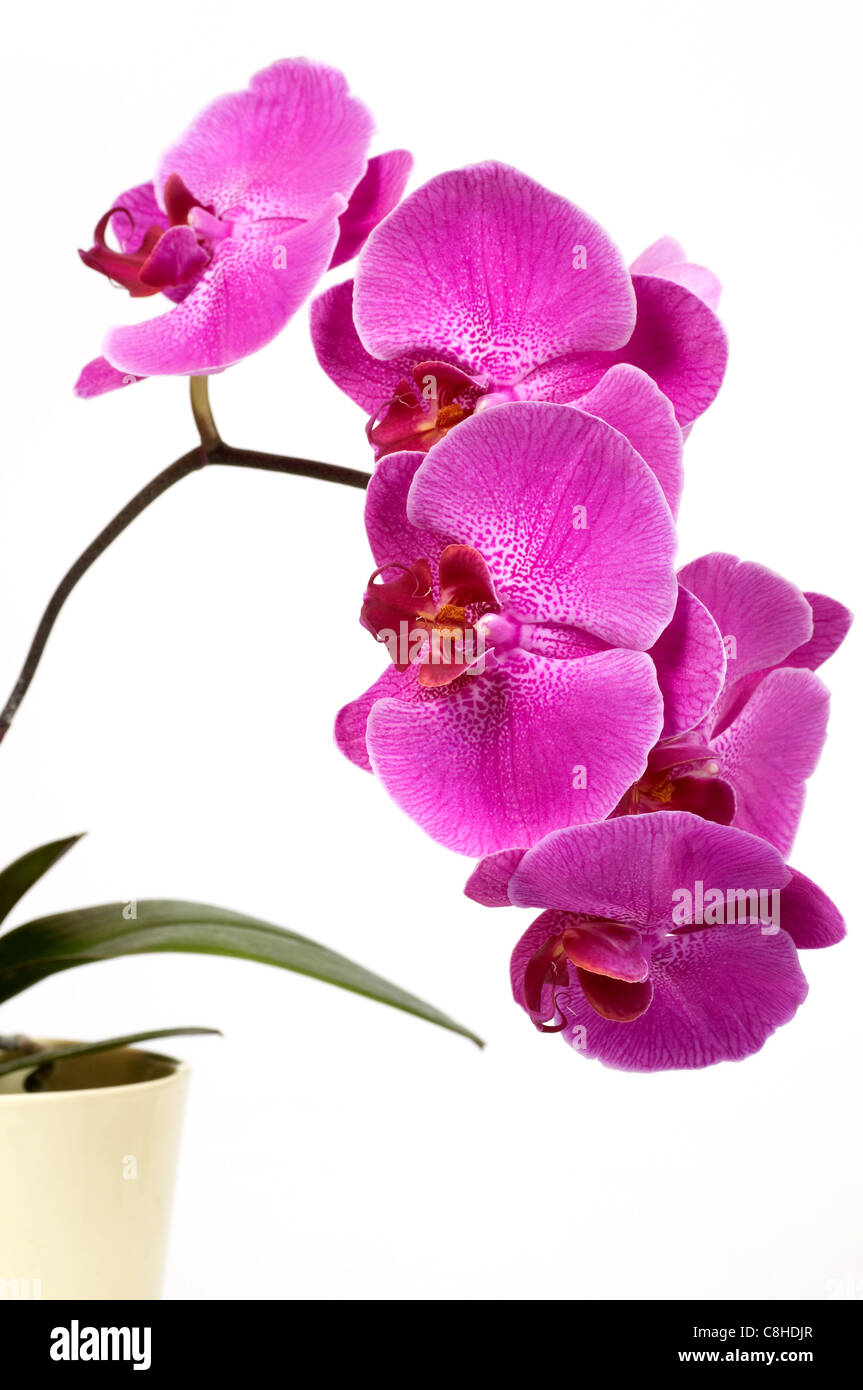 Pink orchid on white background Stock Photo - Alamy