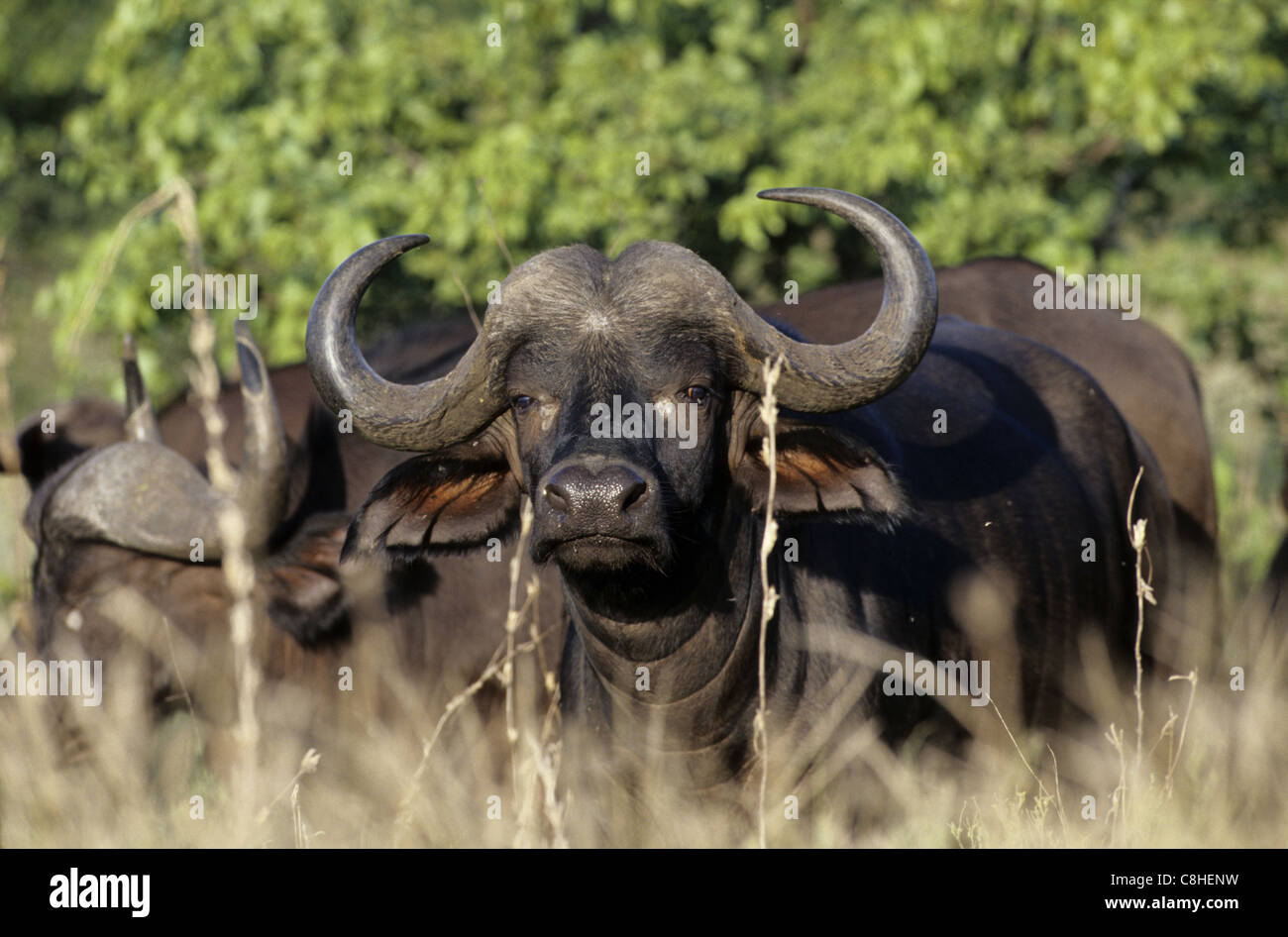 African Buffalo, buffalo, animal, Syncerus caffer, Kruger, National Park, South Africa, Africa Stock Photo