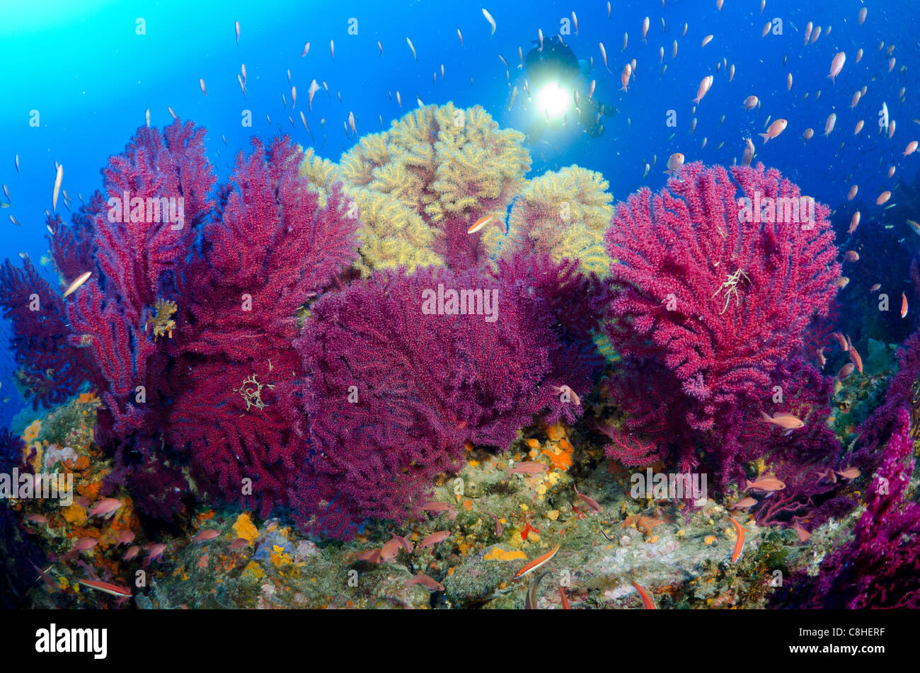 Scuba diving Saint Jean Cap Ferrat, Nice, Mediterranean, France Stock