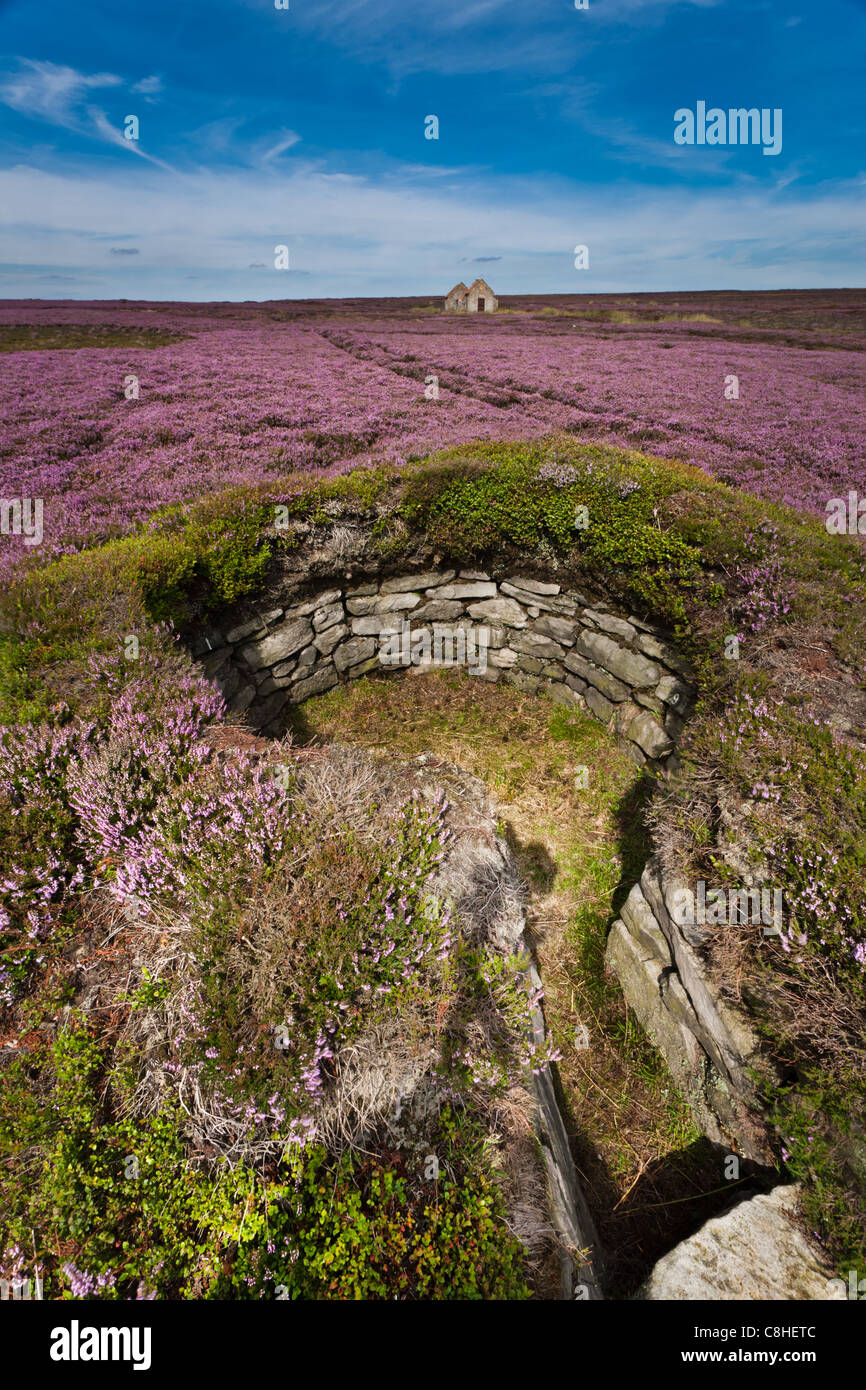 Grouse Butts Egton High Moor North Yorkshire Stock Photo Alamy grouse-butts-egton-high-moor-north-yorkshire-stock-photo-alamy