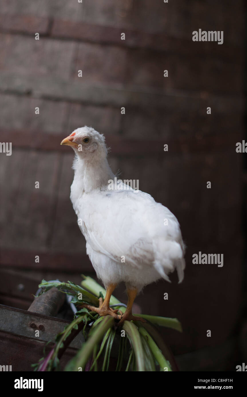 Young bird on freerange chicken farm,Oxfordshire, UK Stock Photo