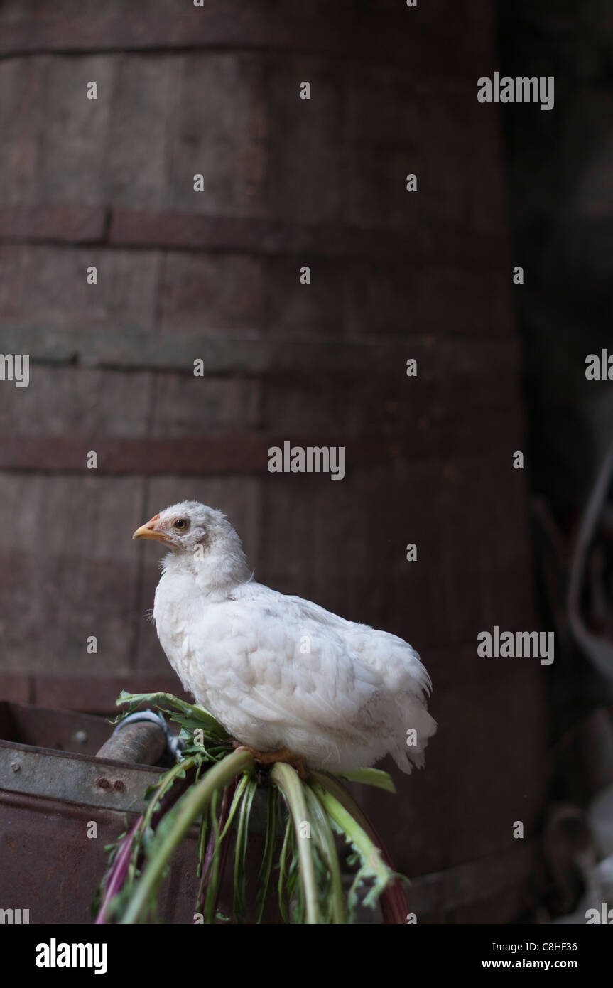 Chicken farm Stock Photo