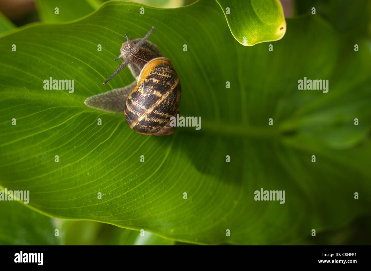 Common garden snailHelix Aspersa Stock Photo Alamy