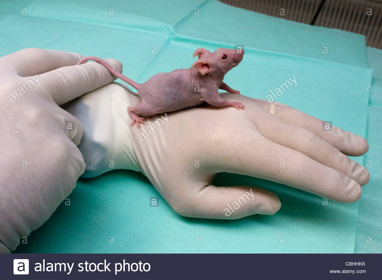 Thymus Gland High Resolution Stock Photography and Images Alamy