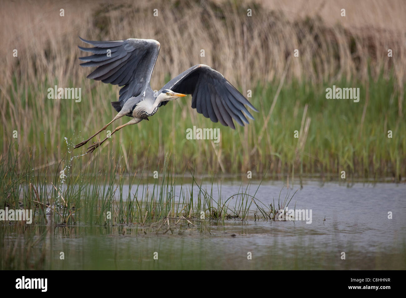 grey heron takes flight from marizion marsh in cornwall Stock Photo