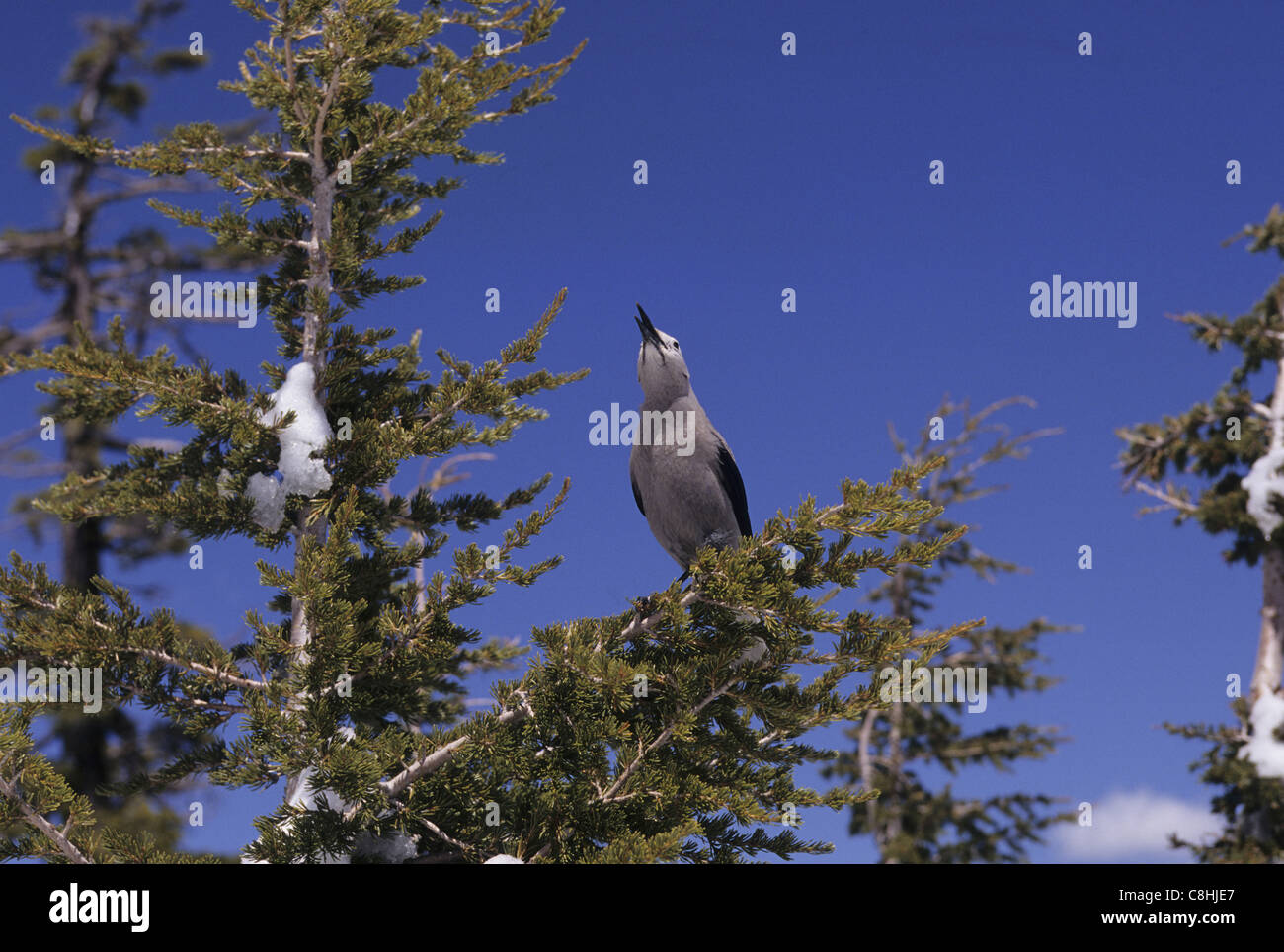 Singing bird, bird, animal, Douglas Fir, Pseudotzuga dougliasii, Umpqua National Forest, Oregon, USA, United States, America, Stock Photo