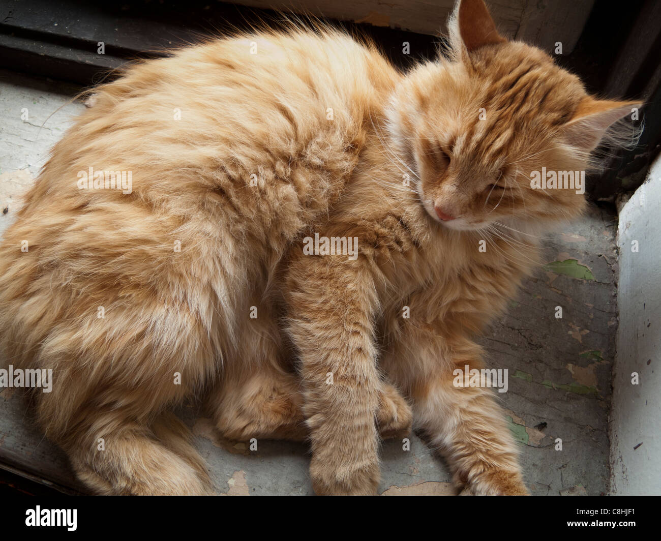 Persian cat lying alone Stock Photo Alamy