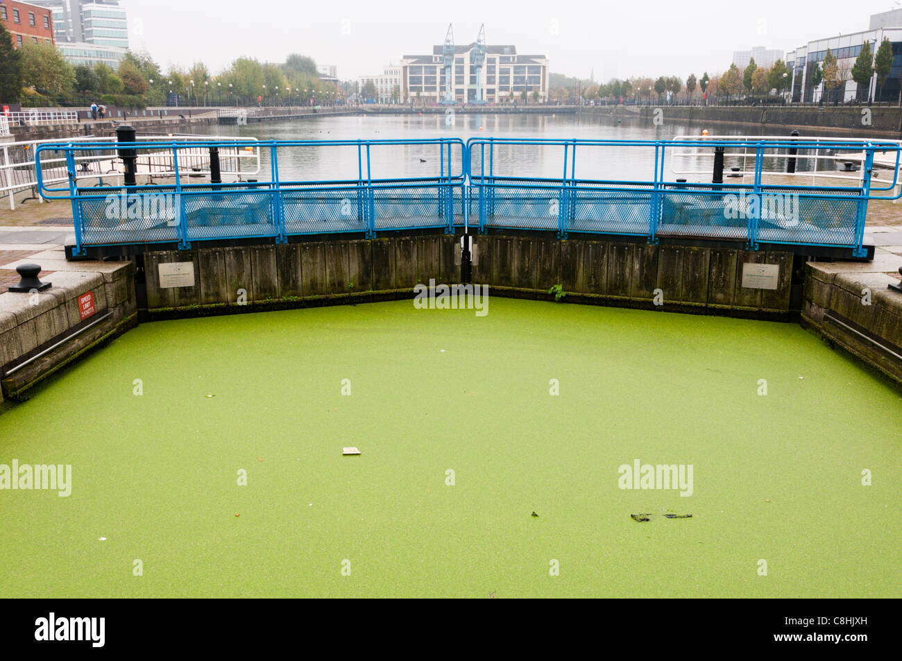 Duckweed in the Welland lock entrance to Ontario Basin, Salford Quays, Manchester Stock Photo
