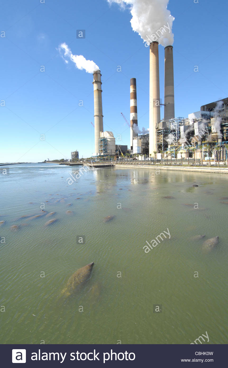 Manatees warm themselves at TECO�s Big Bend coalfired