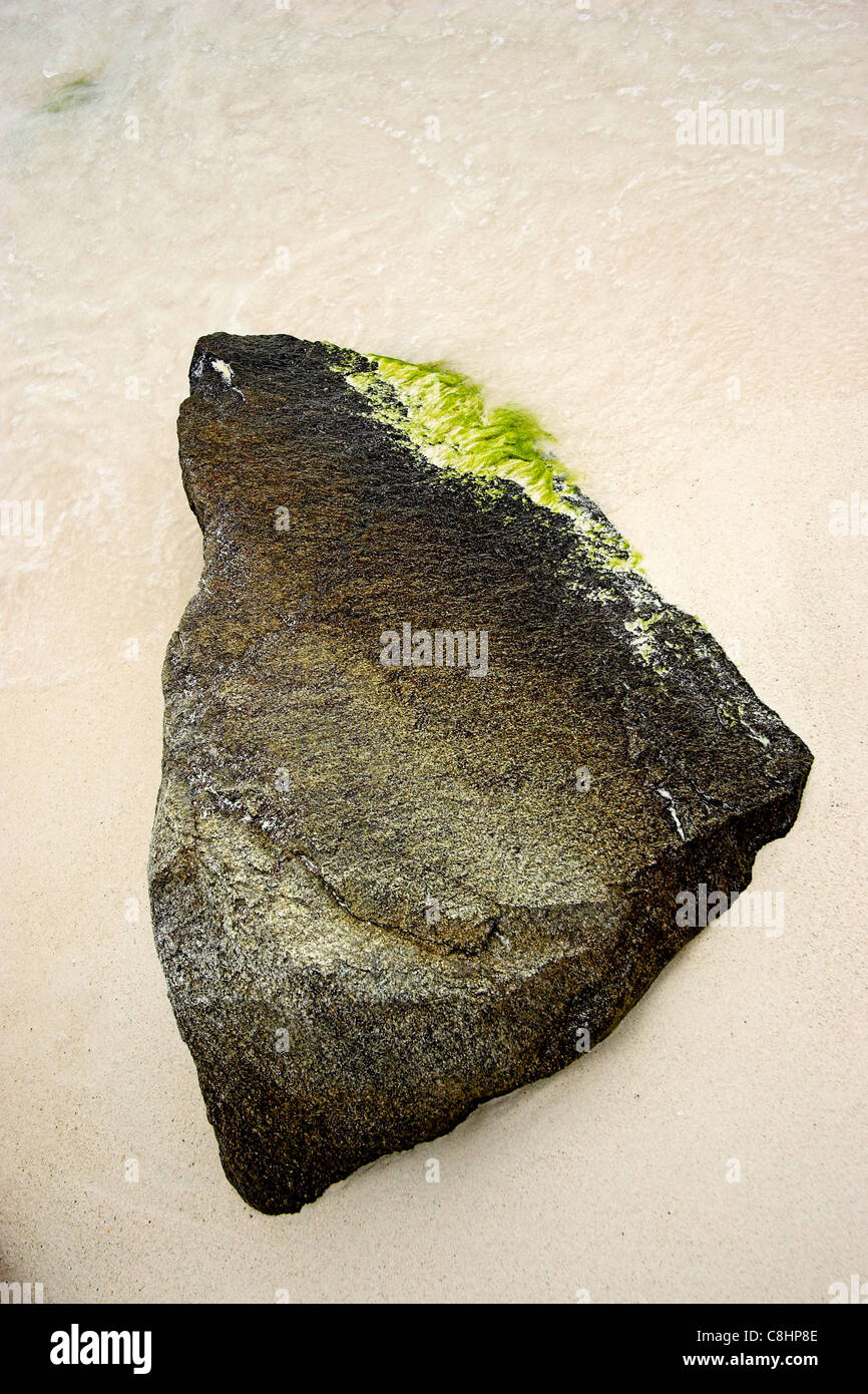 A large rock with small amount of sea weed attached on a sandy beach Stock Photo