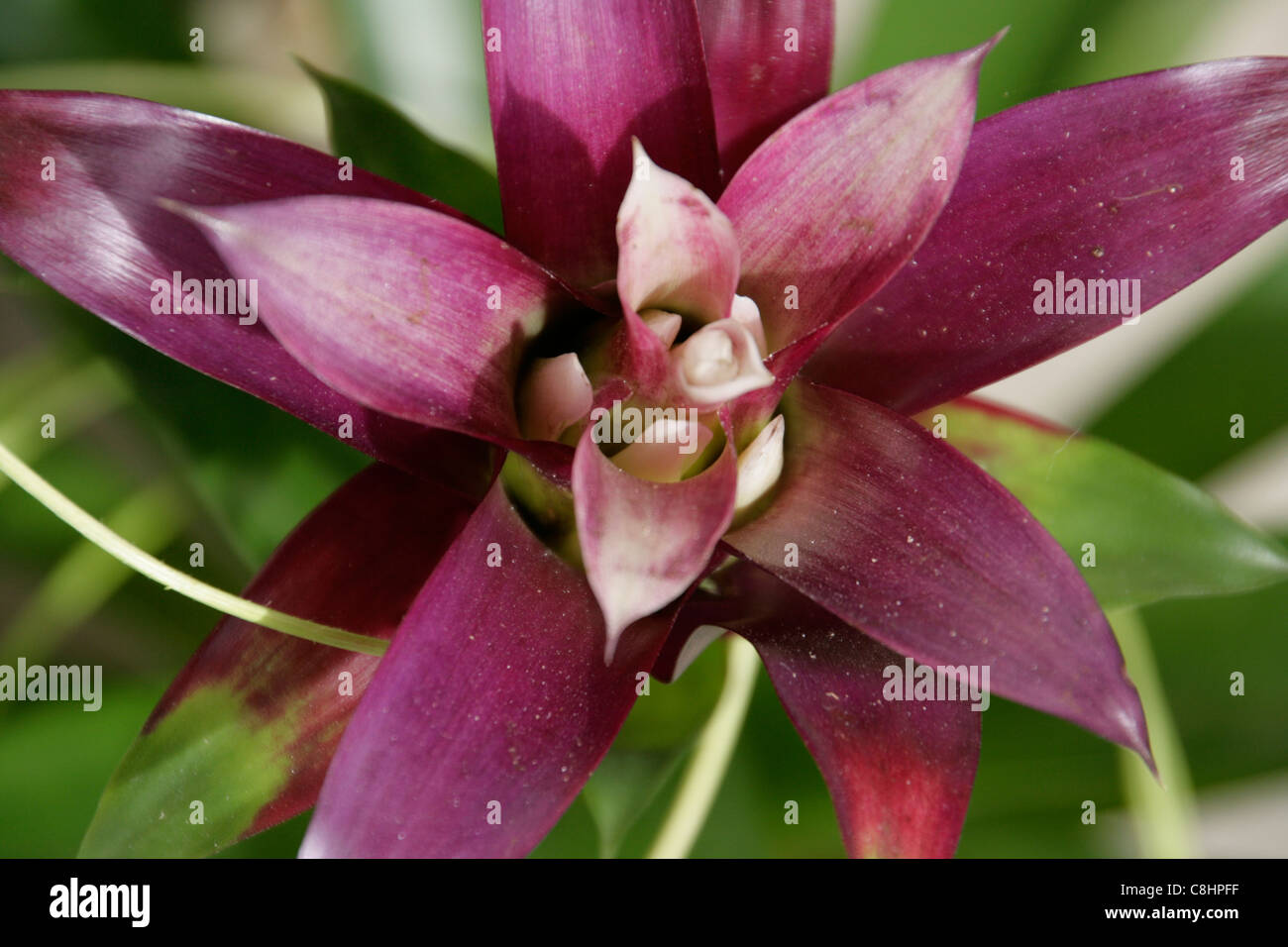 purple bromeliad house plant Stock Photo