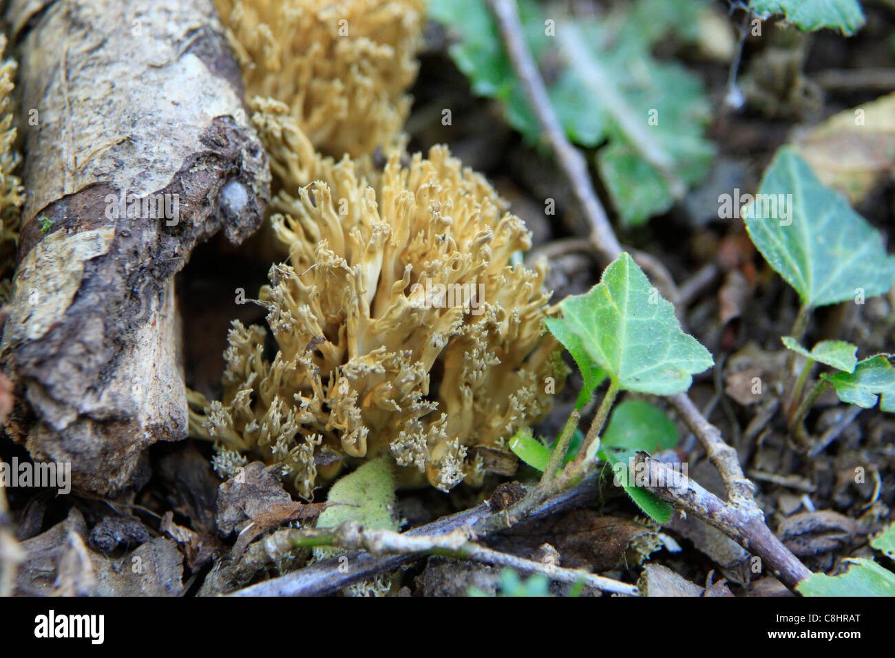 Coral fungus Stock Photo