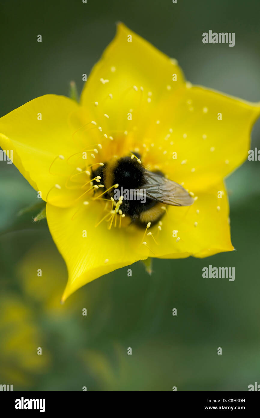 Bumblebee on Mentzelia Stock Photo