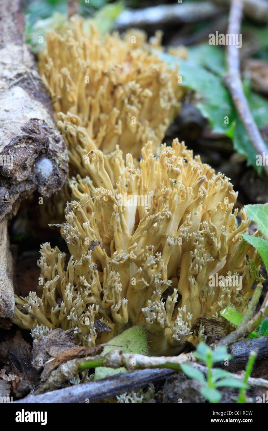 Coral fungus Stock Photo