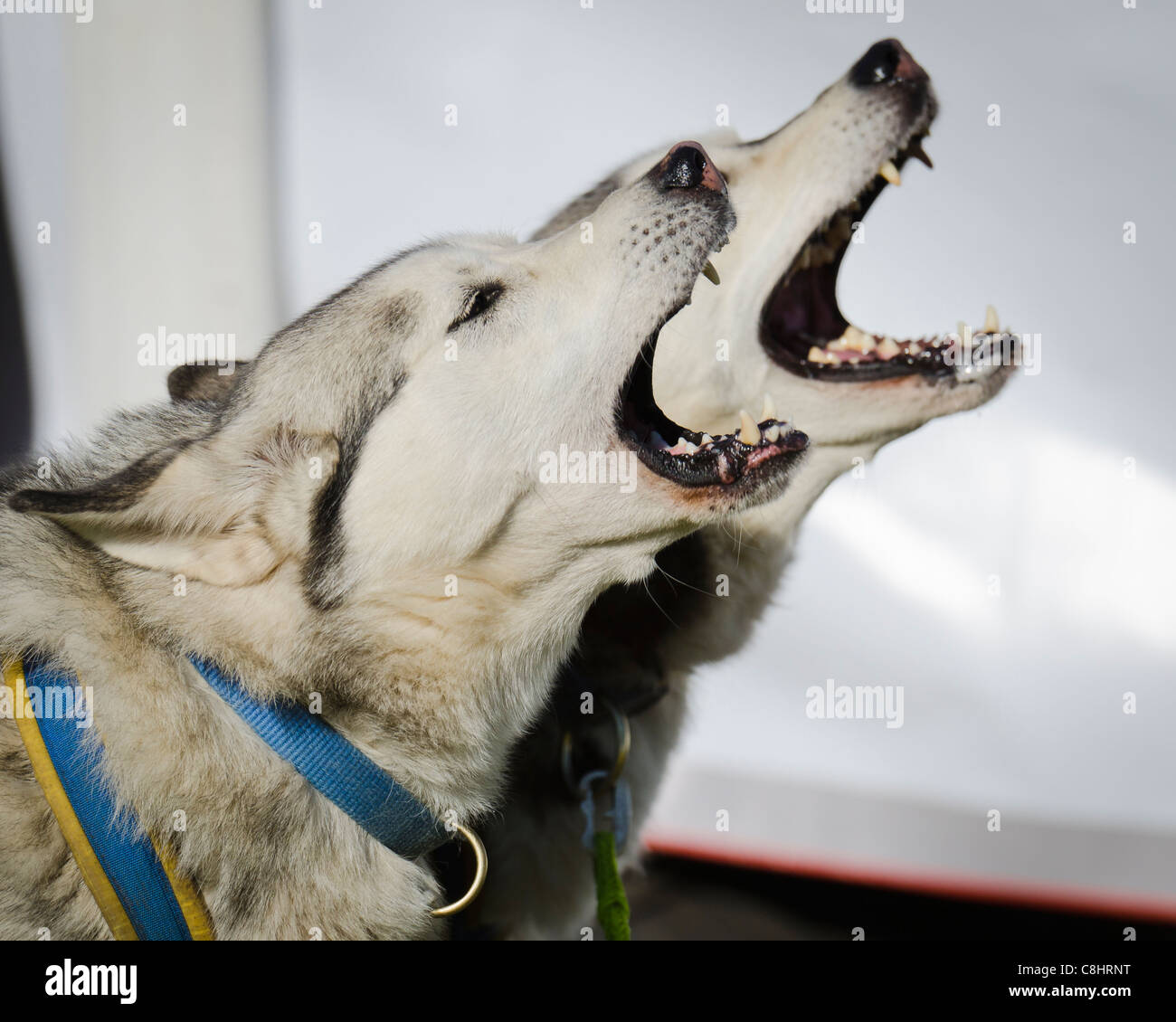 Two husky dogs howling at the start of a sled race in Germany Stock Photo