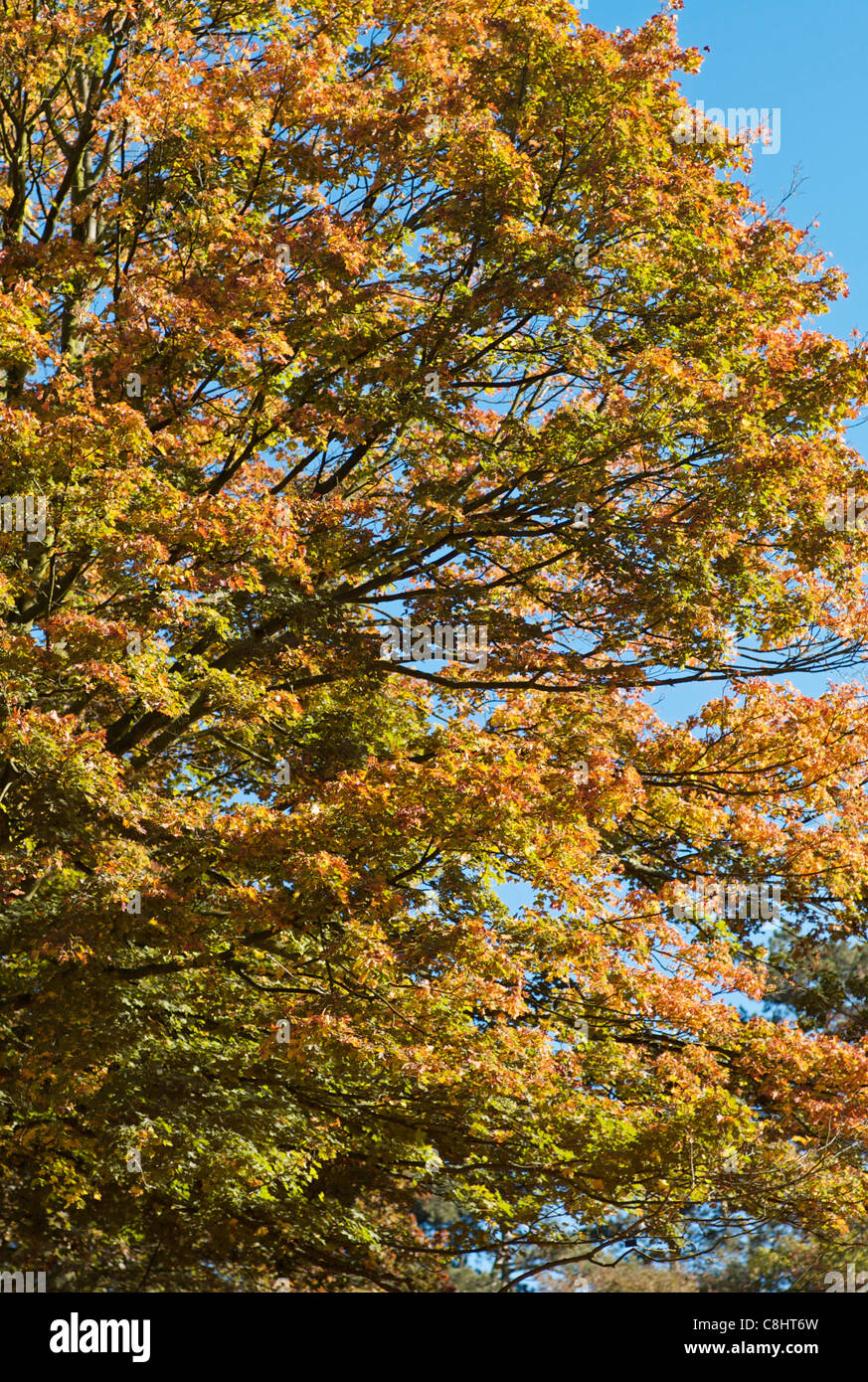 Yellow leaves tree hi-res stock photography and images - Alamy