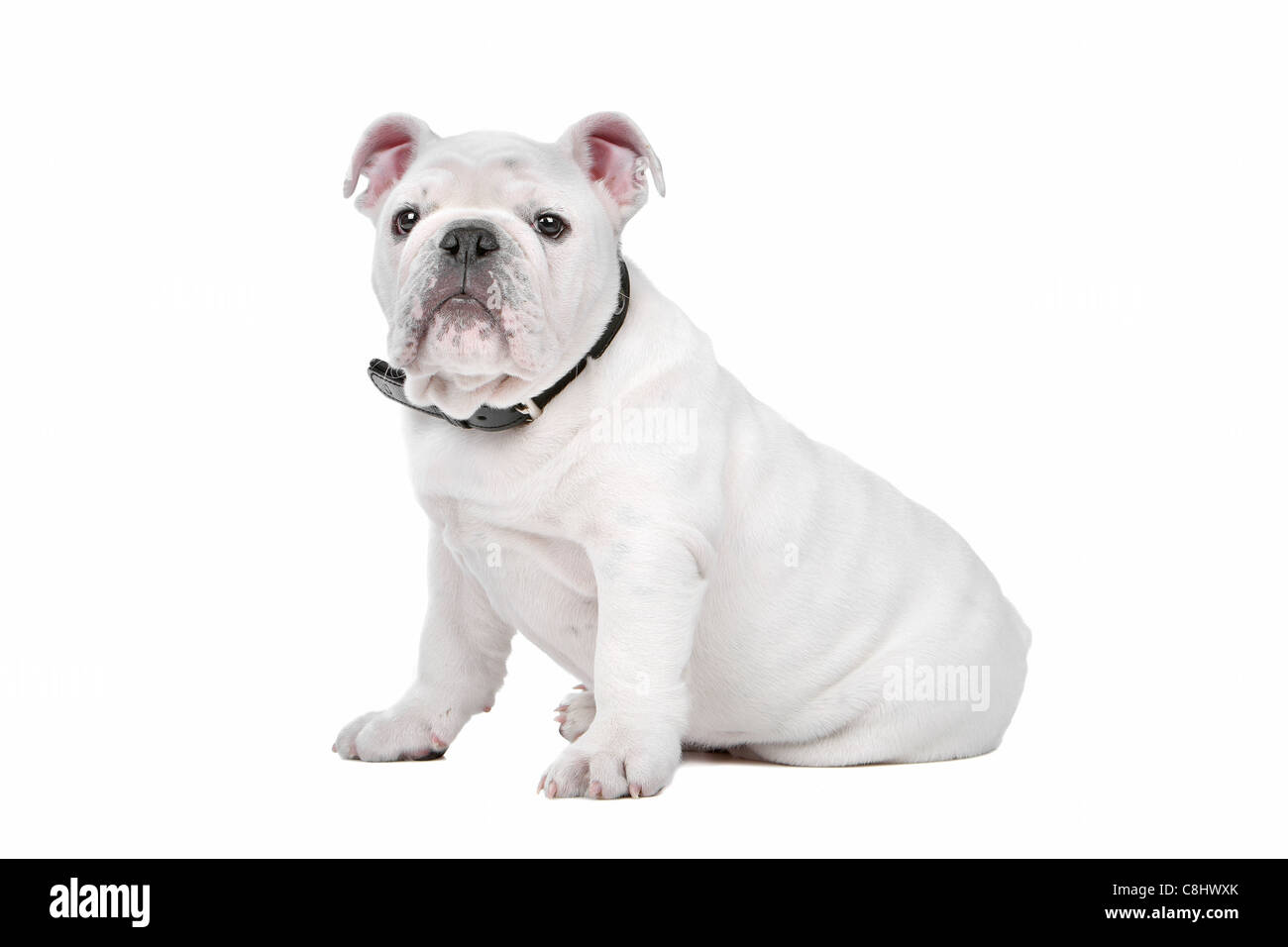 White English bulldog puppy in front of a white background Stock Photo