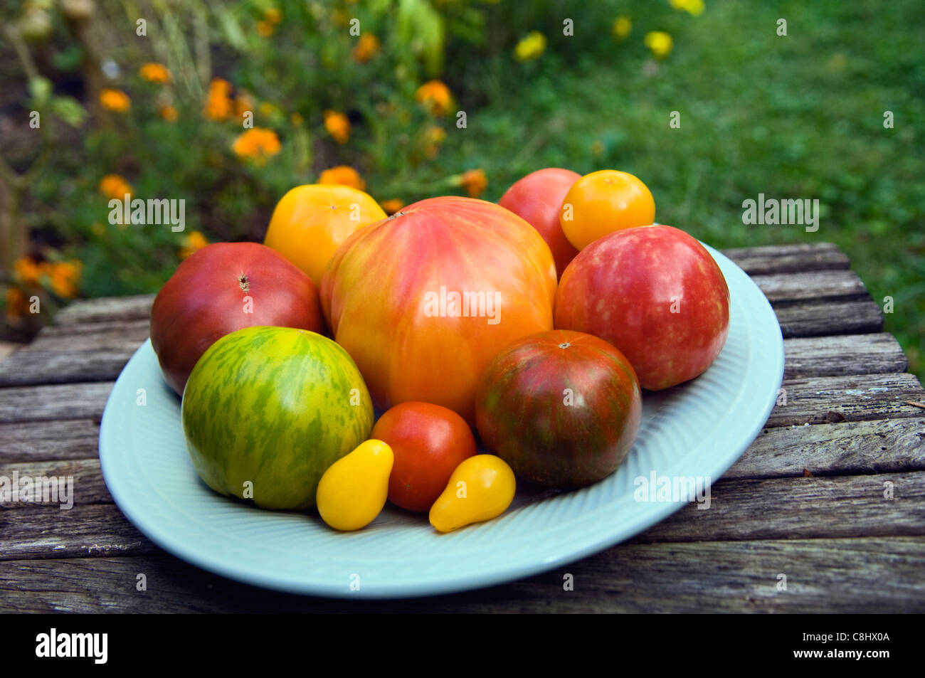 Different Varieties of Heirloom Tomatoes on Plate in Garden Stock Photo
