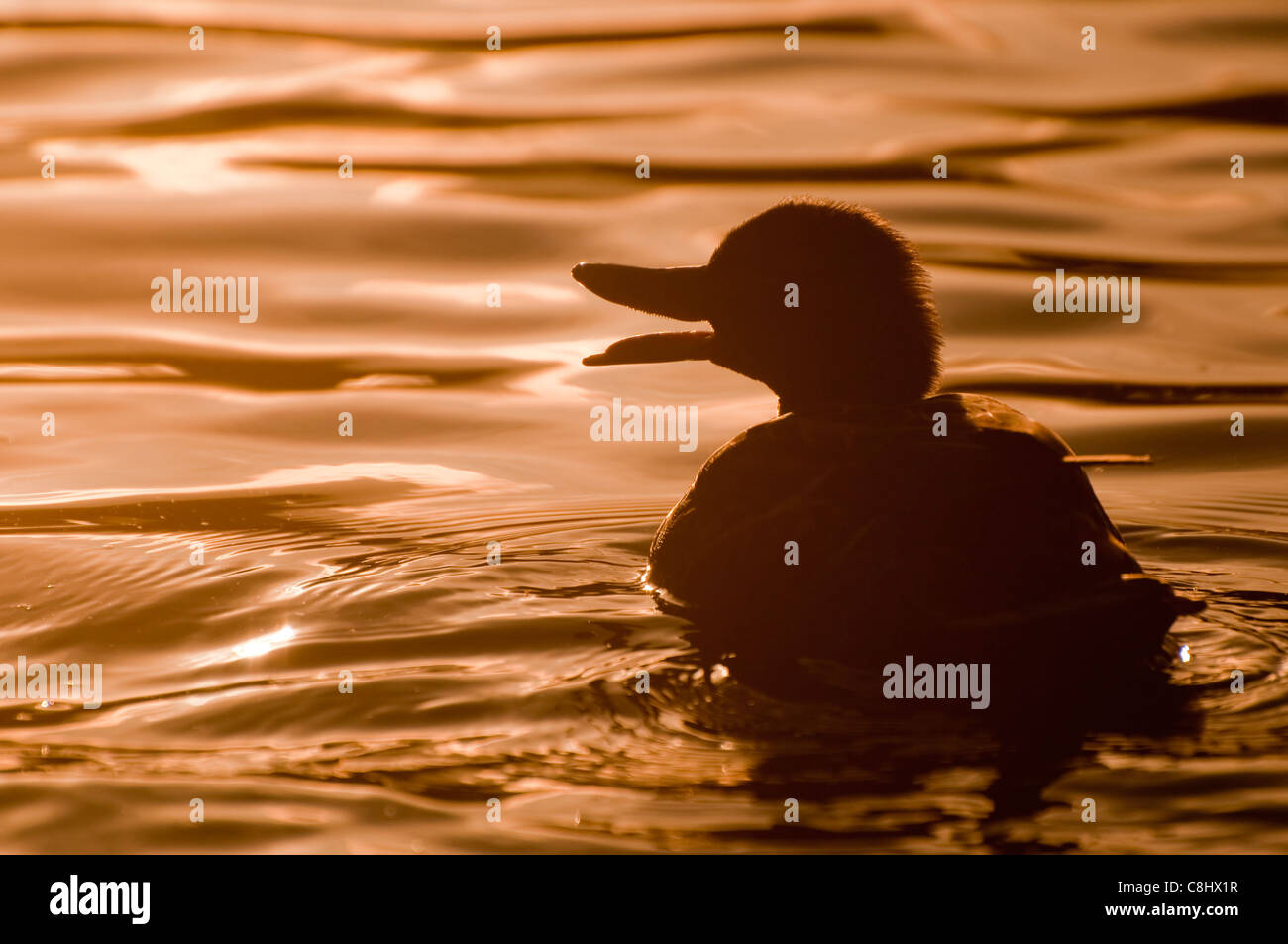 Duck sunset water silhouette hi-res stock photography and images - Alamy