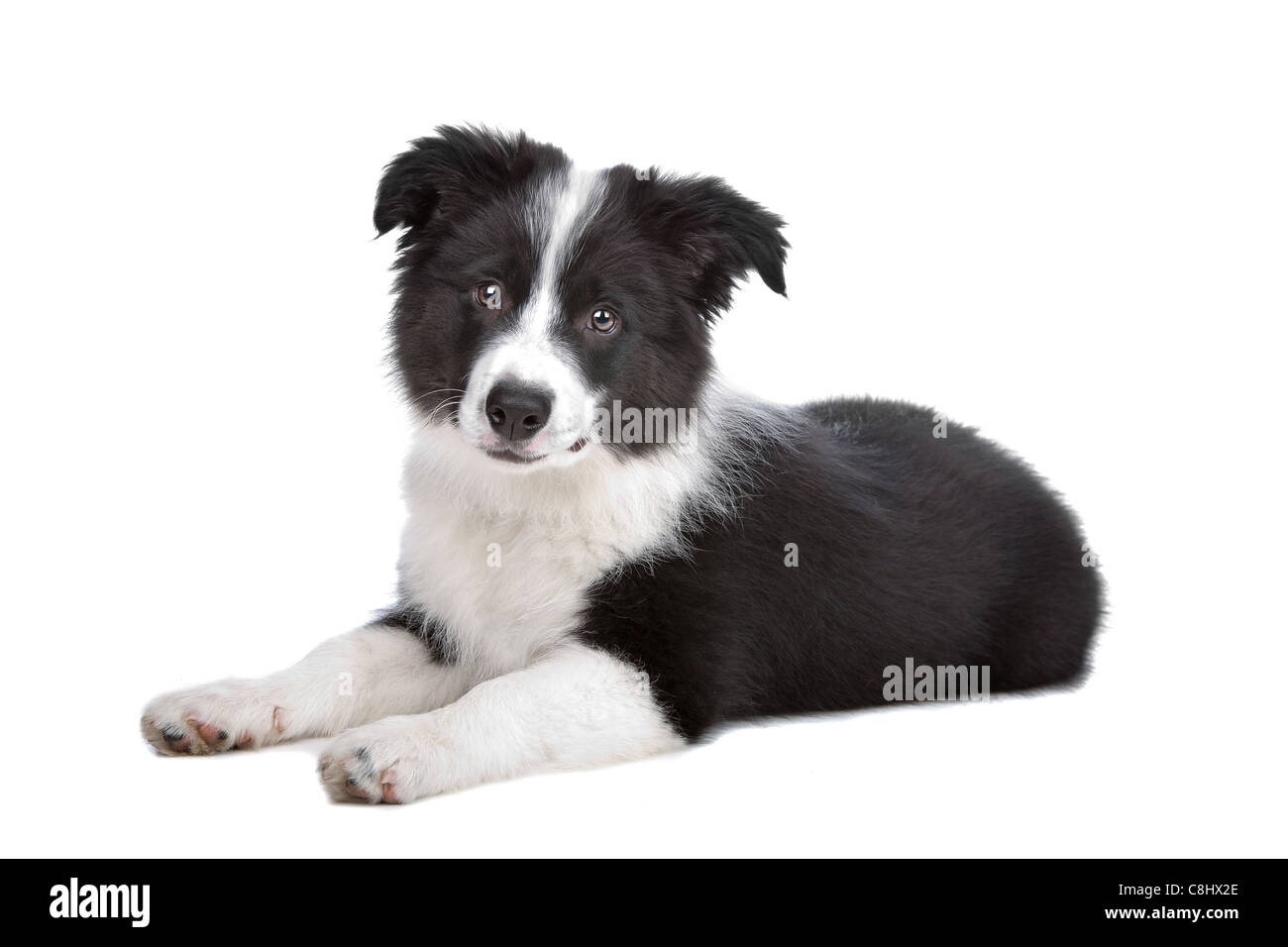 Border Collie puppy in front of a white background Stock Photo