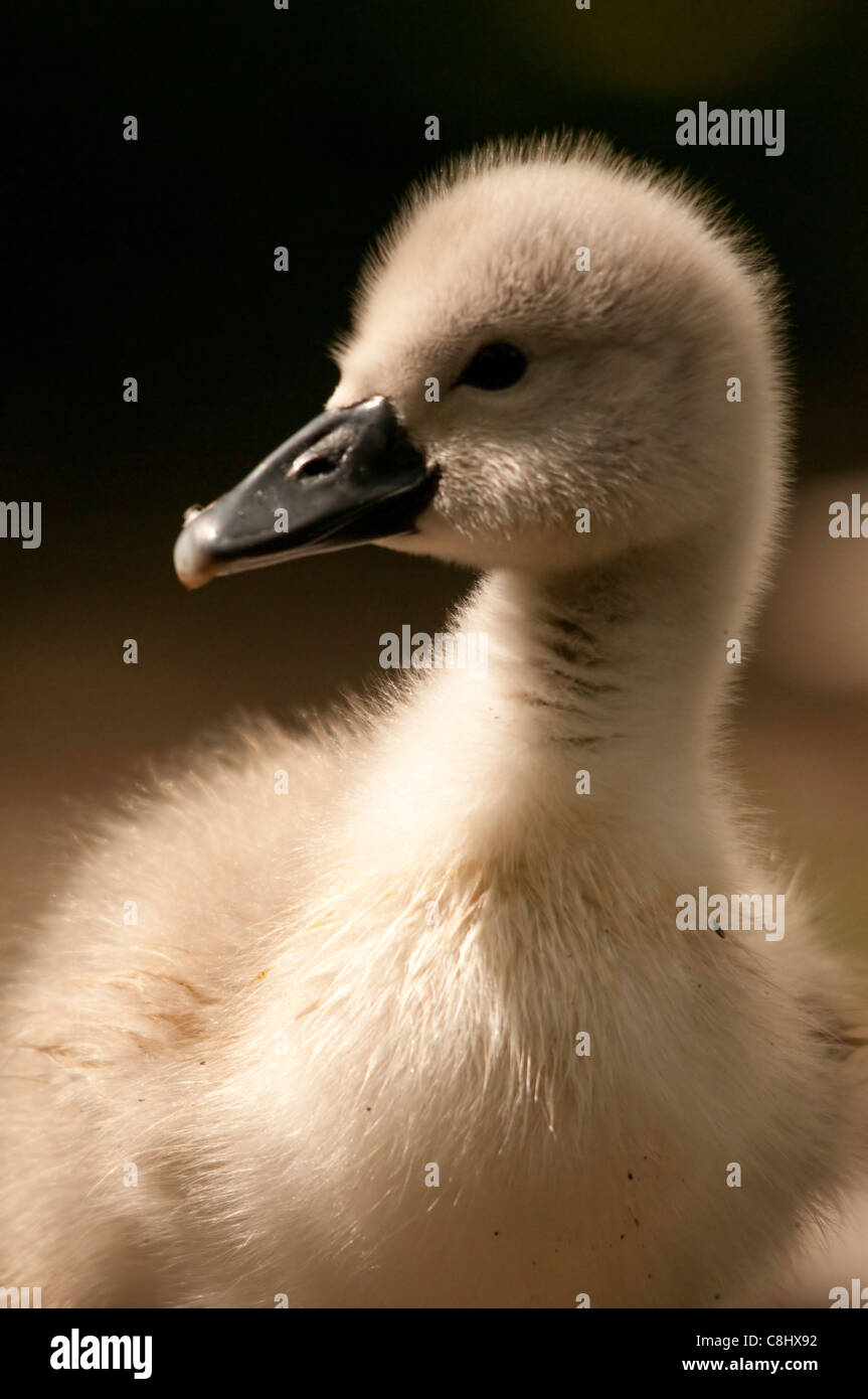 Mute swan signet (cygnus olor) Stock Photo